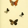 papilio eumedon plate